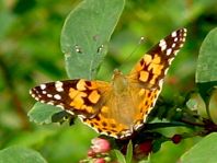 Distelfalter, Vanessa cardui