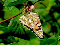 Distelfalter, Vanessa cardui