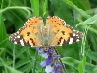 Distelfalter, Vanessa cardui