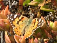 Distelfalter, Vanessa cardui