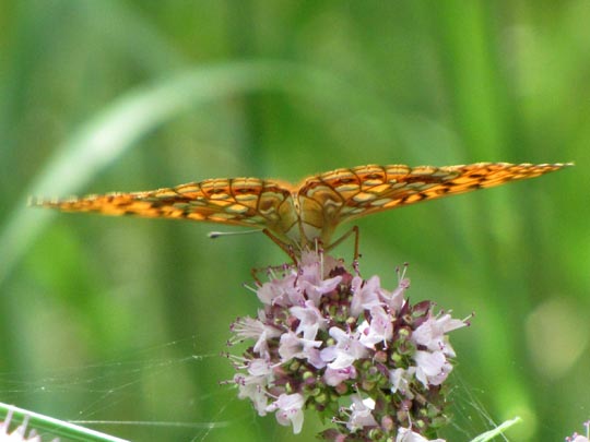 Argynnis adippe, Feuriger Perlmutterfalter