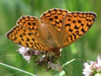 Argynnis adippe, Feuriger Perlmutterfalter
