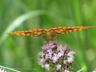 Argynnis adippe, Feuriger Perlmutterfalter