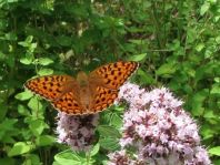 Argynnis adippe, Feuriger Perlmutterfalter