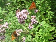 Argynnis adippe, Feuriger Perlmutterfalter