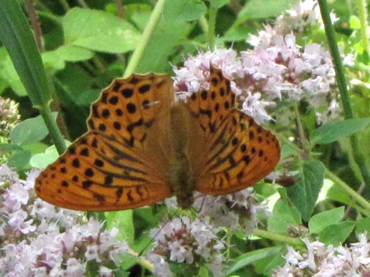 Argynnis paphia, Kaisermantel