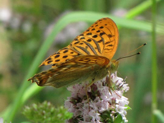 Argynnis paphia, Kaisermantel