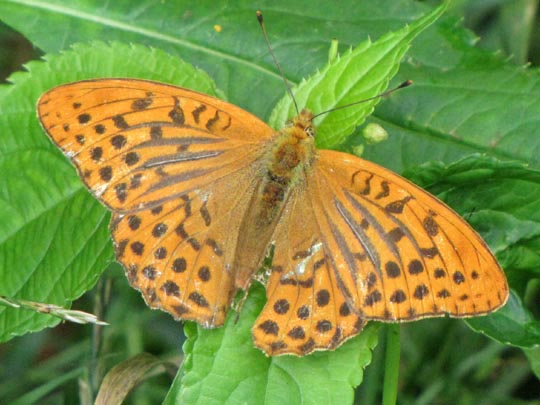 Argynnis paphia, Kaisermantel
