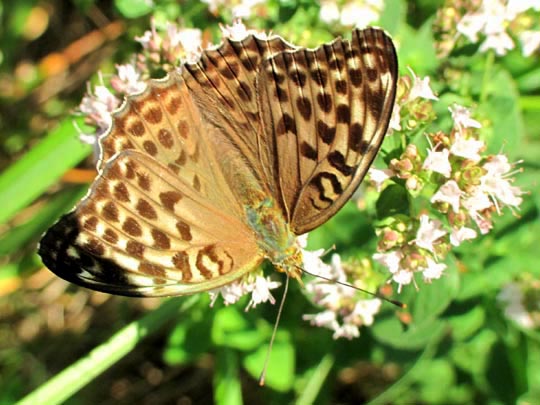 Argynnis paphia, Kaisermantel