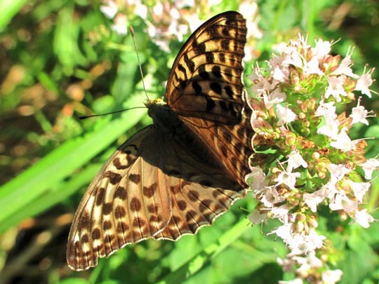 Argynnis paphia, Kaisermantel