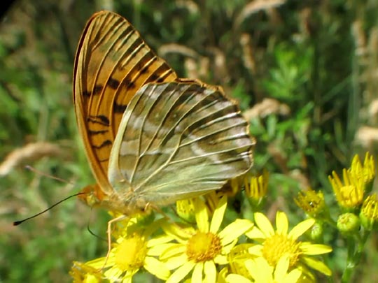 Argynnis paphia, Kaisermantel