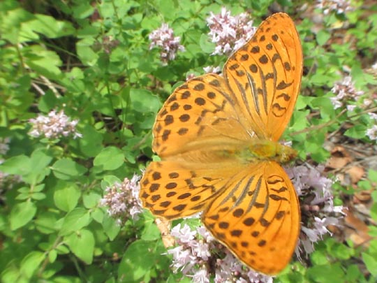 Argynnis paphia, Kaisermantel