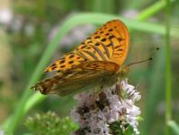 Argynnis paphia, Kaisermantel