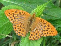 Argynnis paphia, Kaisermantel