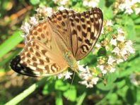 Argynnis paphia, Kaisermantel