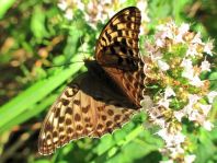 Argynnis paphia, Kaisermantel