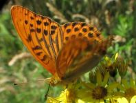 Argynnis paphia, Kaisermantel