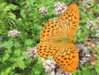 Argynnis paphia, Kaisermantel