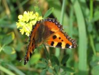 Kleiner Fuchs, Aglais urticae