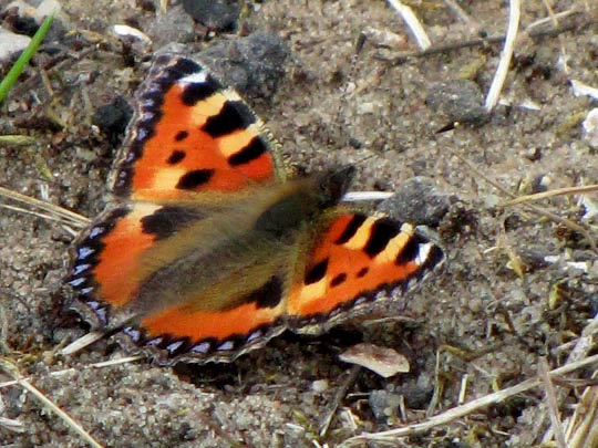 Kleiner Fuchs, Aglais urticae