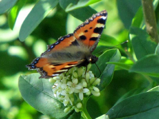 Kleiner Fuchs, Aglais urticae