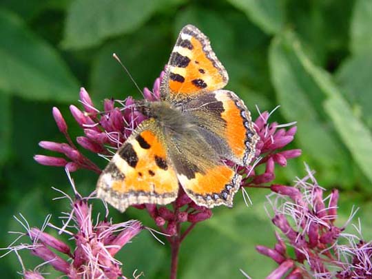 Kleiner Fuchs, Aglais urticae
