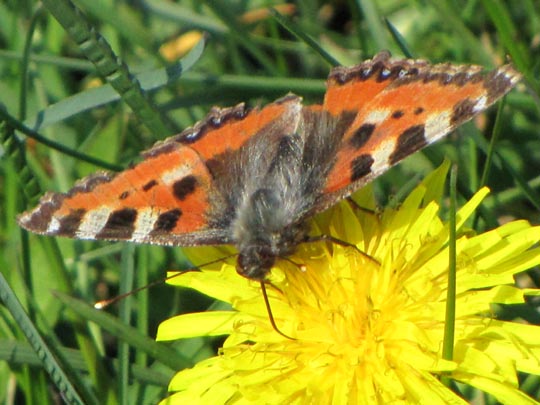 Kleiner Fuchs, Aglais urticae