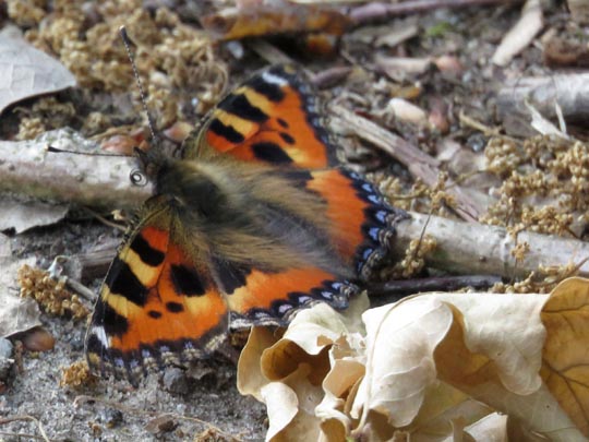 Kleiner Fuchs, Aglais urticae
