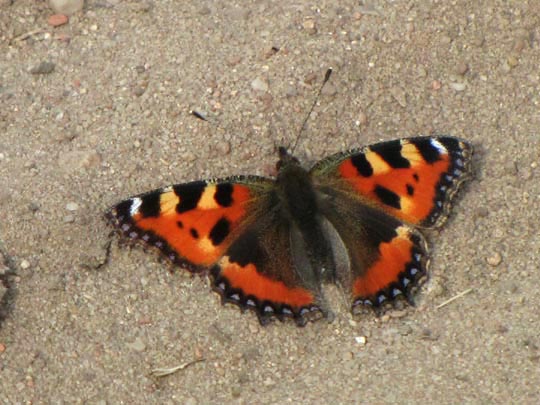 Kleiner Fuchs, Aglais urticae