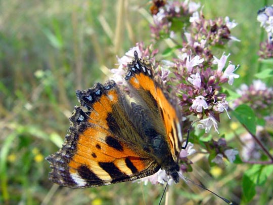 Kleiner Fuchs, Aglais urticae