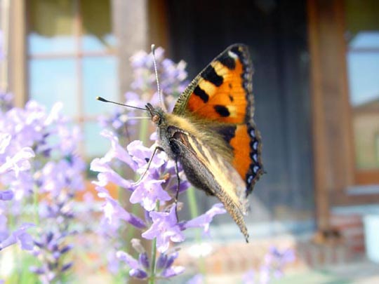 Kleiner Fuchs, Aglais urticae