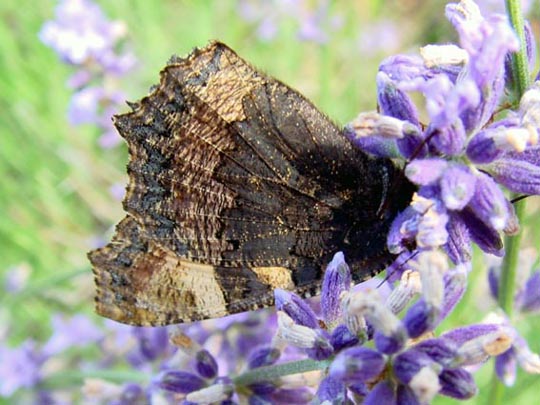Kleiner Fuchs, Aglais urticae