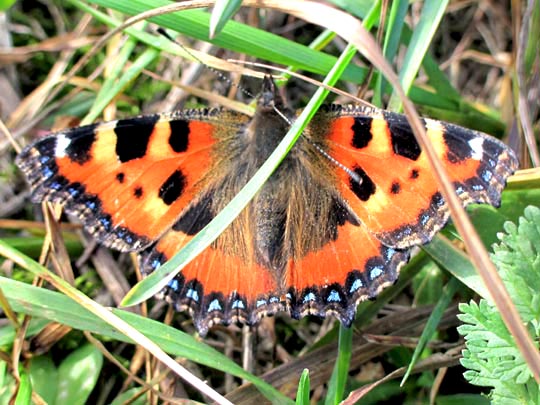 Kleiner Fuchs, Aglais urticae