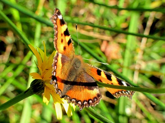 Kleiner Fuchs, Aglais urticae