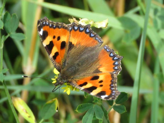 Kleiner Fuchs, Aglais urticae