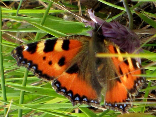 Kleiner Fuchs, Aglais urticae