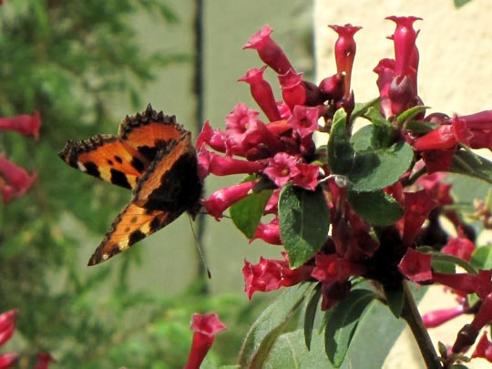 Kleiner Fuchs, Aglais urticae