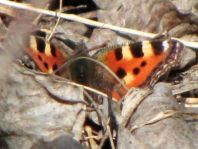 Kleiner Fuchs, Aglais urticae