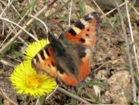 Kleiner Fuchs, Aglais urticae