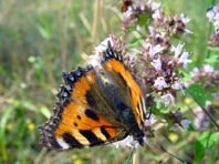 Kleiner Fuchs, Aglais urticae