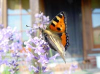 Kleiner Fuchs, Aglais urticae