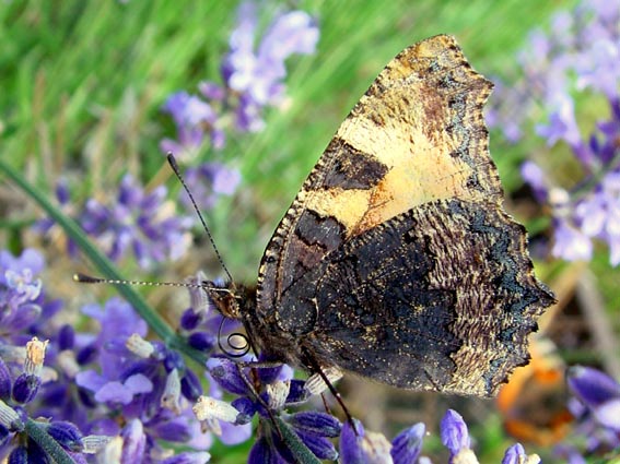 Kleiner Fuchs, Aglais urticae