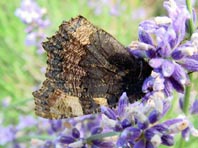 Kleiner Fuchs, Aglais urticae