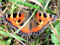Kleiner Fuchs, Aglais urticae