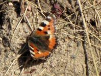 Kleiner Fuchs, Aglais urticae