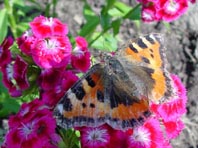 Kleiner Fuchs, Aglais urticae