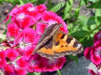 Kleiner Fuchs, Aglais urticae
