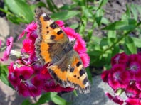 Kleiner Fuchs, Aglais urticae