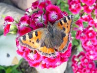 Kleiner Fuchs, Aglais urticae