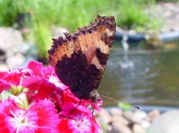 Kleiner Fuchs, Aglais urticae